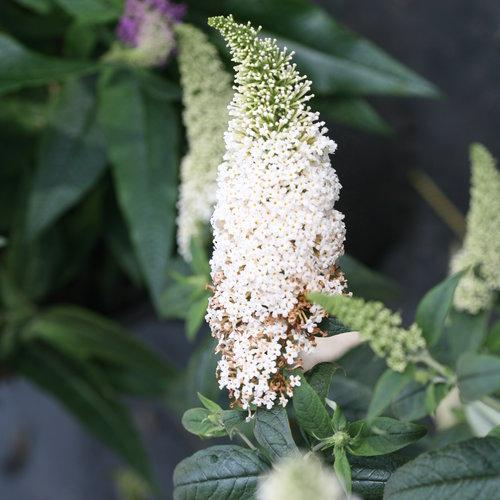 Buddleia x - Pugster White® Butterfly Bush