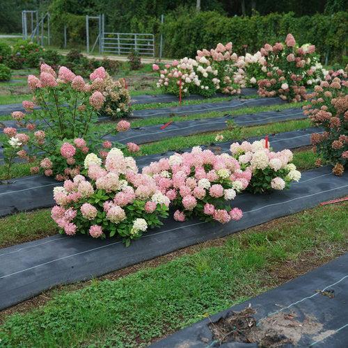 Hydrangea paniculata - Proven Winners® Fire Light Tidbit® Hydrangea