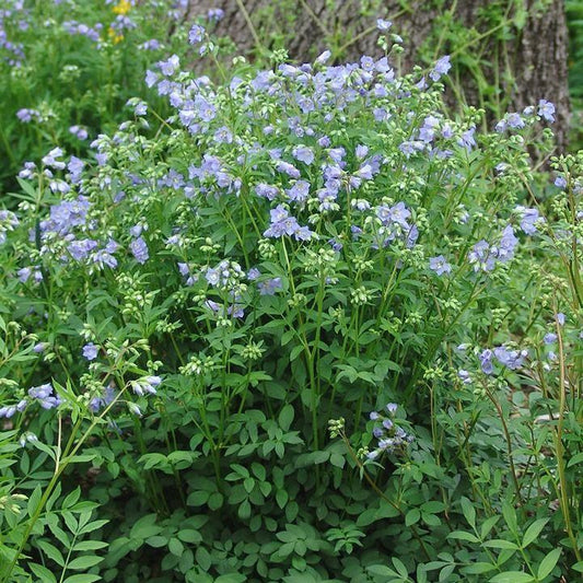 Polemonium reptans  - Jacob's Ladder