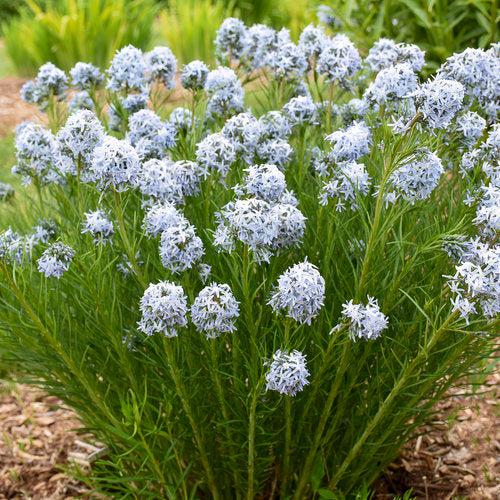 Amsonia  - String Theory Blue Star