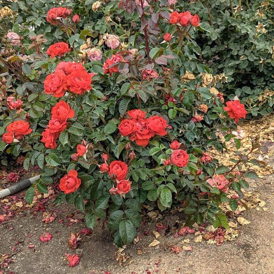 Rosa - True Crush Rose
