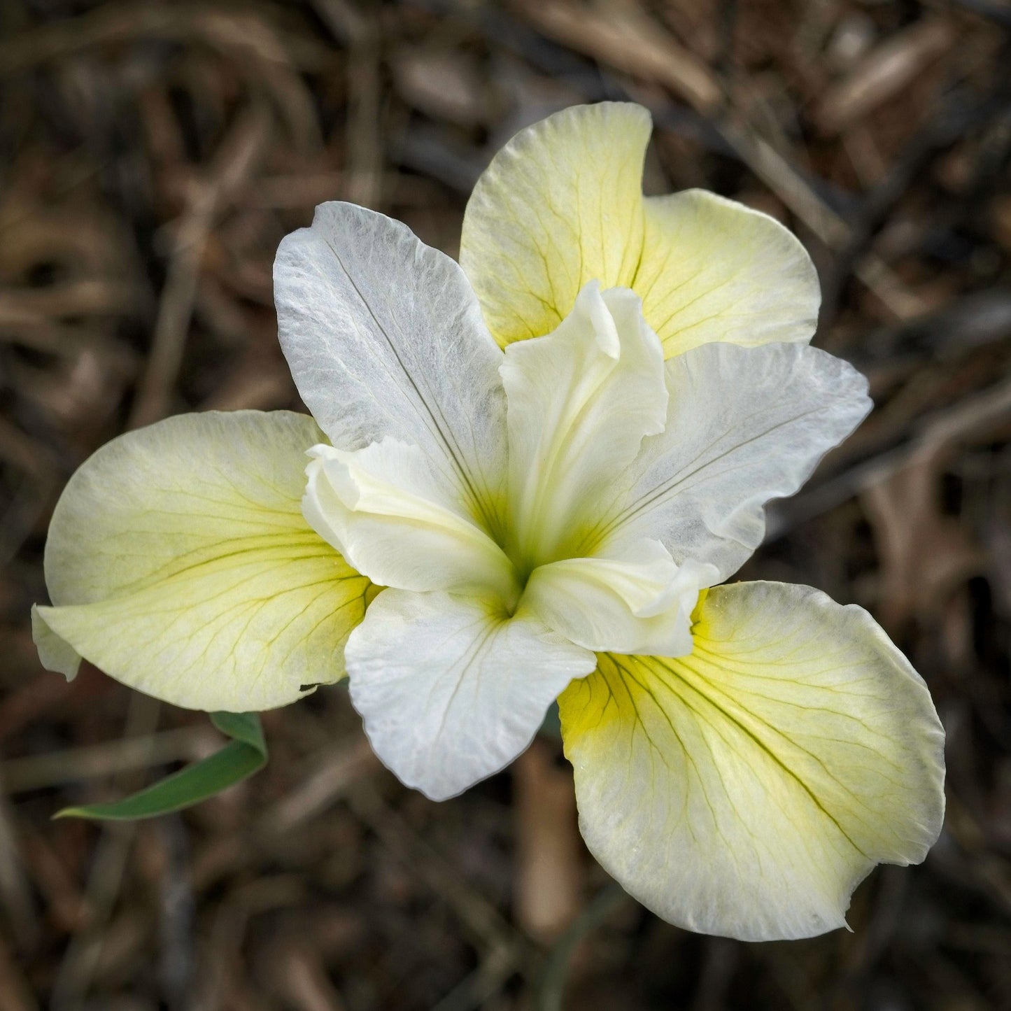 Iris sibirica - Butter and Sugar Siberian Iris