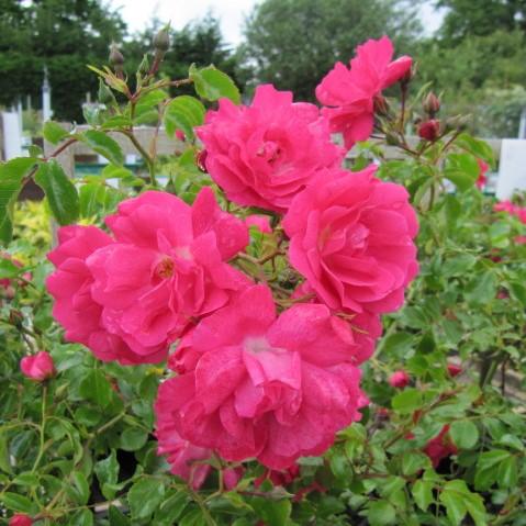Rosa - Flower Carpet® Pink Supreme Rose