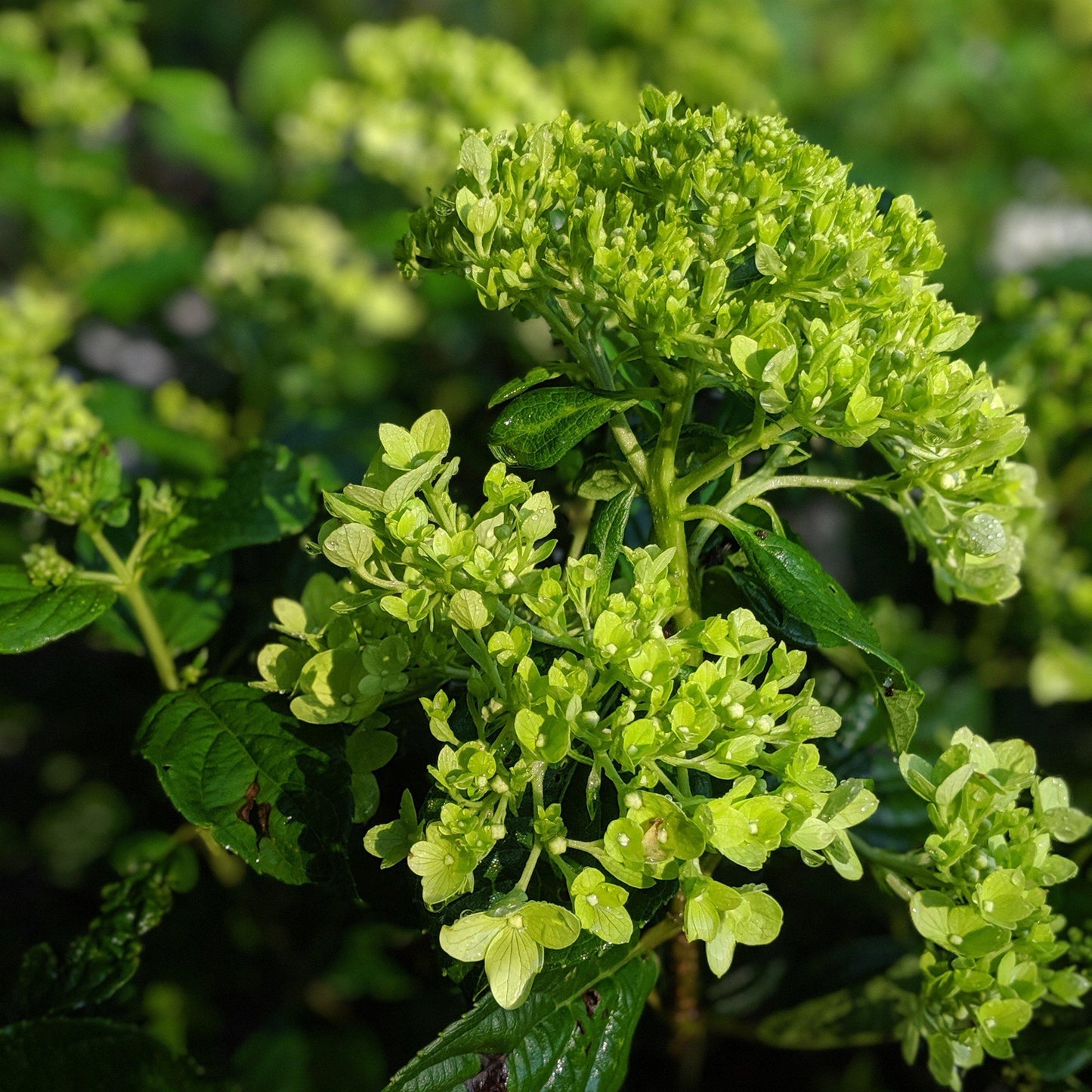 Hydrangea paniculata - Proven Winners® Little Lime® Hydrangea