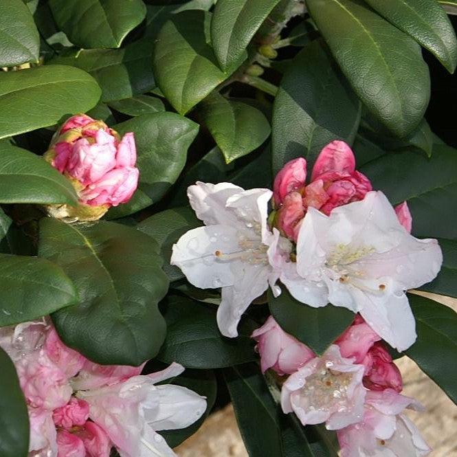Rhododendron yakushimanum 'Yaku Princess'