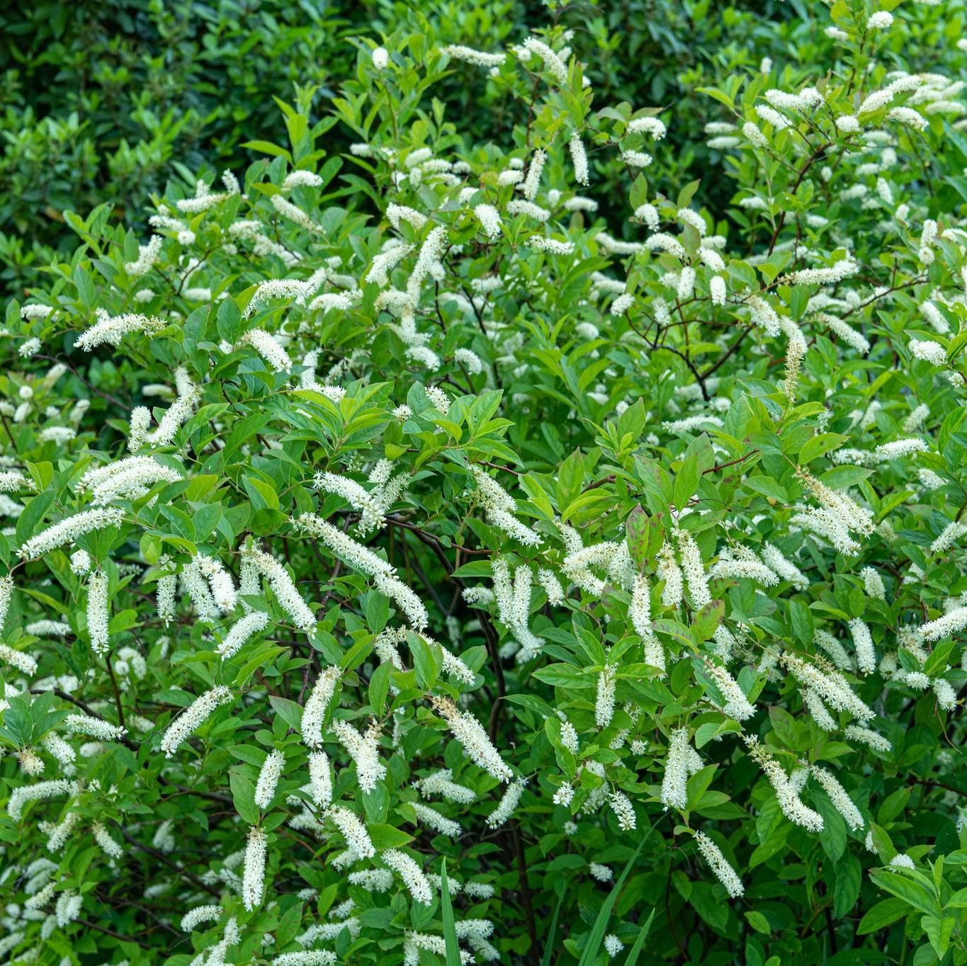 Itea virginica - First Editions® Love Child® Sweetspire