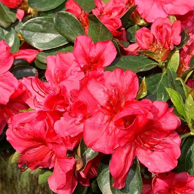 Azalea x girard  - Girard's Crimson Azalea