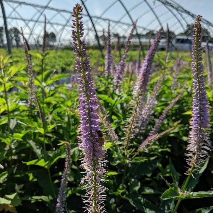 Veronicastrum virginicum - Red Arrow Culver's Root