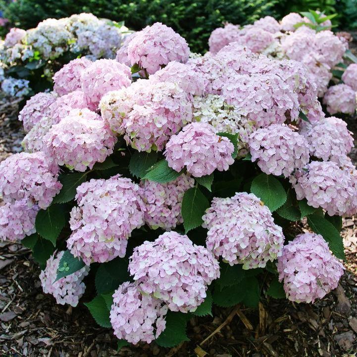 Hydrangea macrophylla - Wee Bit Innocent® Hydrangea