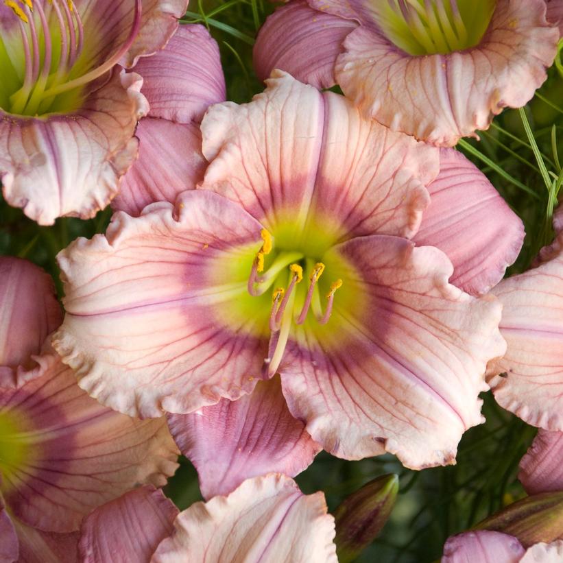 Hemerocallis - Stephanie Returns Daylily