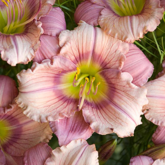 Hemerocallis - Stephanie Returns Daylily