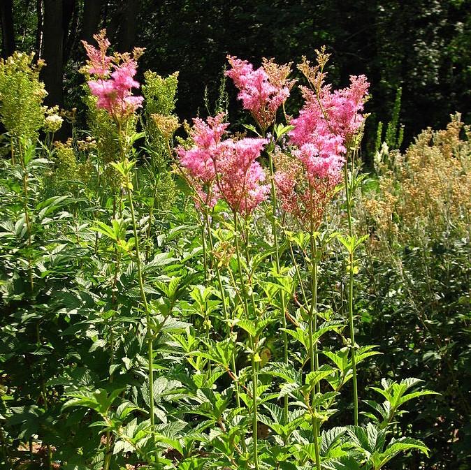 Filipendula rubra - Venusta Queen of the Prairie