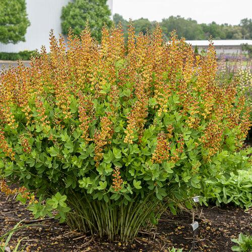 Baptisia - Decadence® Cherries Jubilee Baptisia