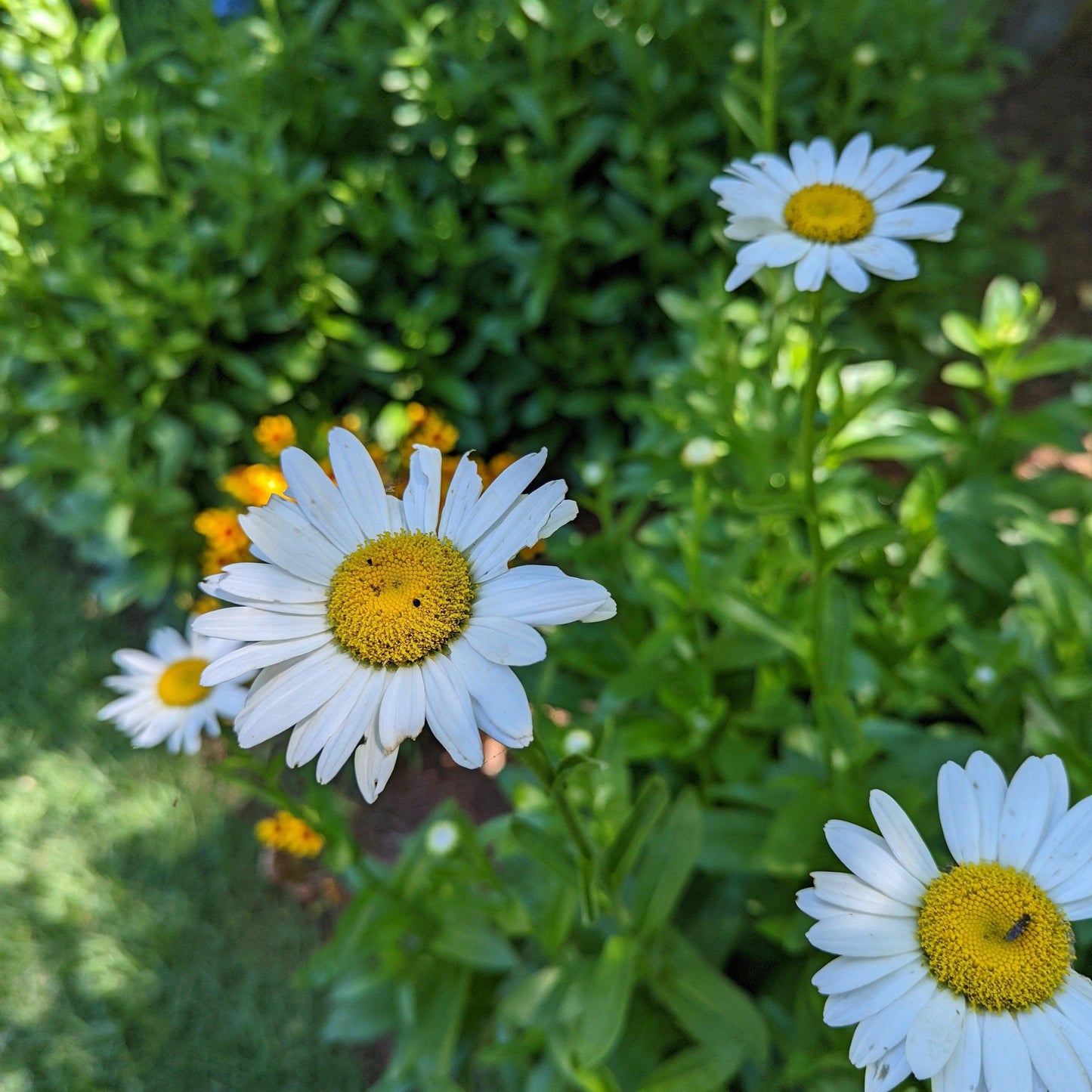 Leucanthemum x superbum - Becky Shasta Daisy