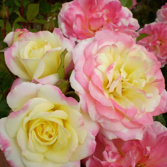 Rosa - Easy Elegance® Music Box Rose