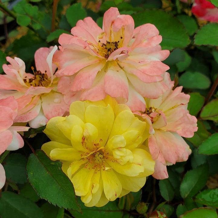 Rosa - Color Cocktail™ Rose