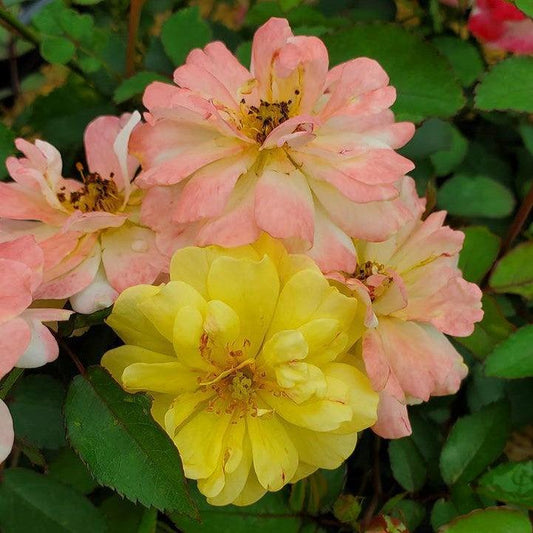 Rosa - Color Cocktail™ Rose