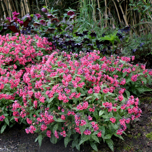 Pulmonaria - Shrimps on the Barbie Lungwort