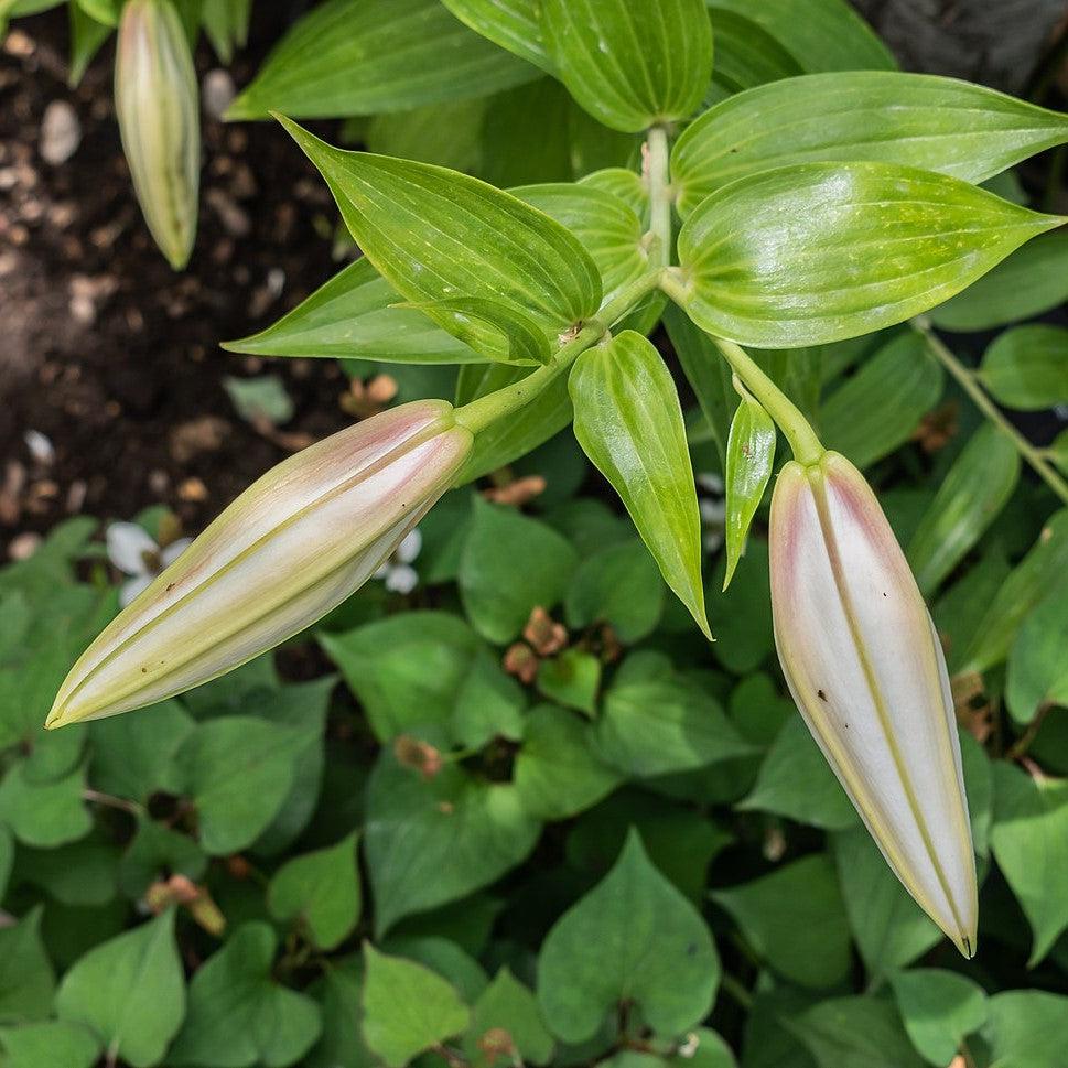 Lilium - Casa Blanca Oriental Lily
