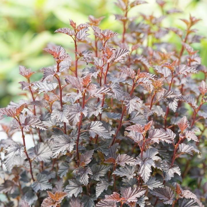 Physocarpus opulifolius - Summer Wine® Black Ninebark