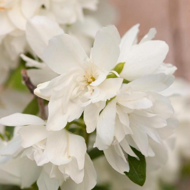 Philadelphus - Snowbelle Mockorange