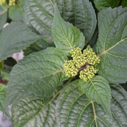 Hydrangea macrophylla  - Endless Summer® Pop Star® Hydrangea