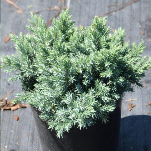 Juniperus squamata - Blue Star Juniper