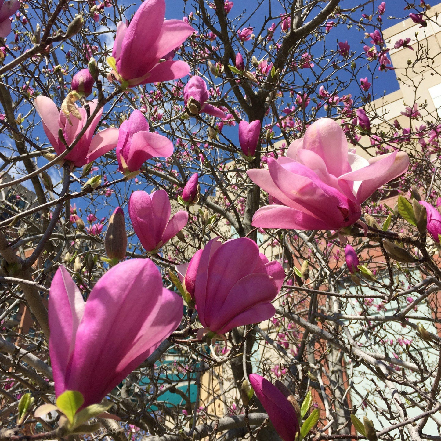 Magnolia  - Ann