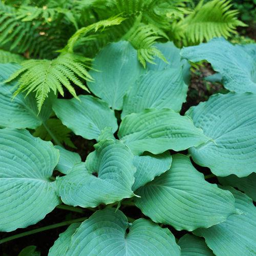 Hosta - PW® Shadowland® Diamond Lake Hosta