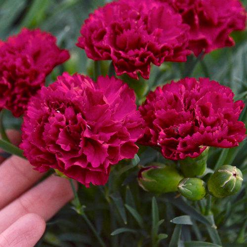 Dianthus - PW® Fruit Punch® Cranberry Cocktail Dianthus