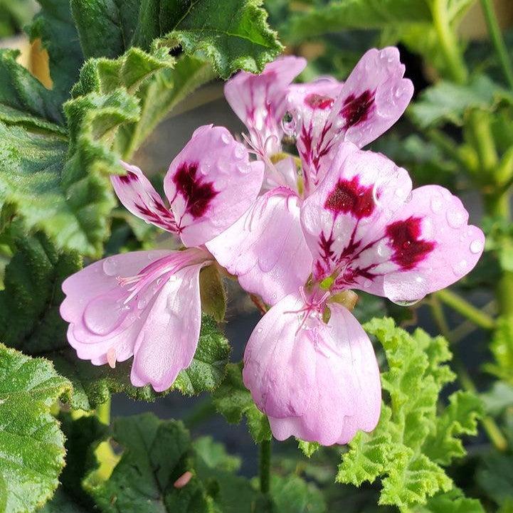 Pelargonium quercifolium  - Oakleaf Geranium