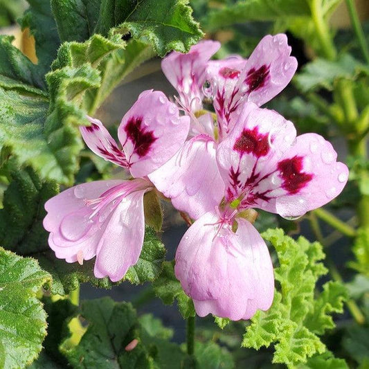 Pelargonium quercifolium  - Oakleaf Geranium