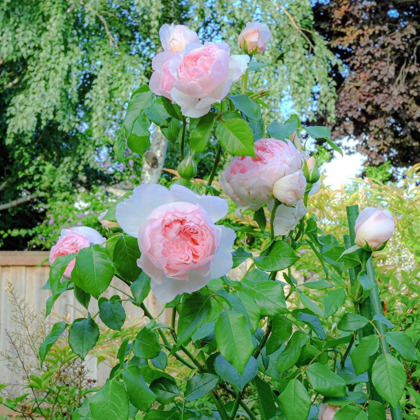Rosa - The Wedgwood Climbing Rose