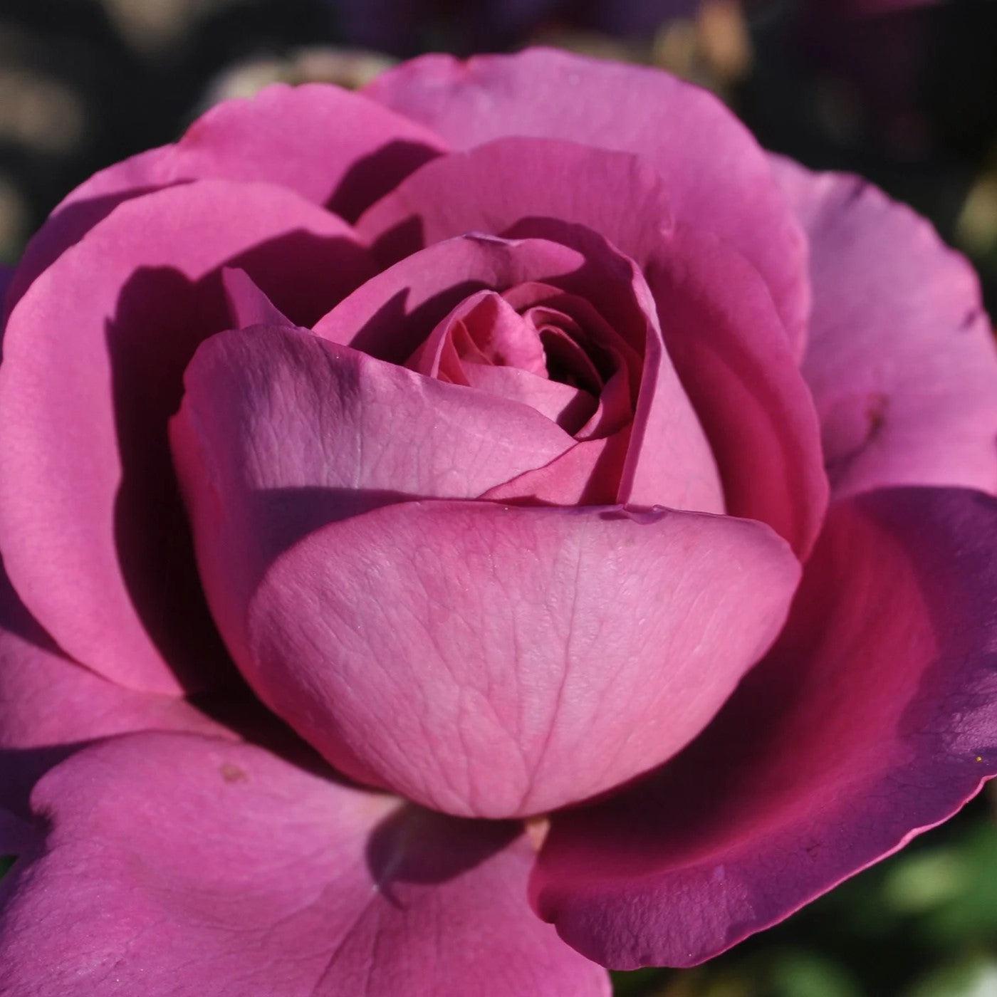 Rosa - Bloomables® Sunbelt® Plum Perfect™ Rose