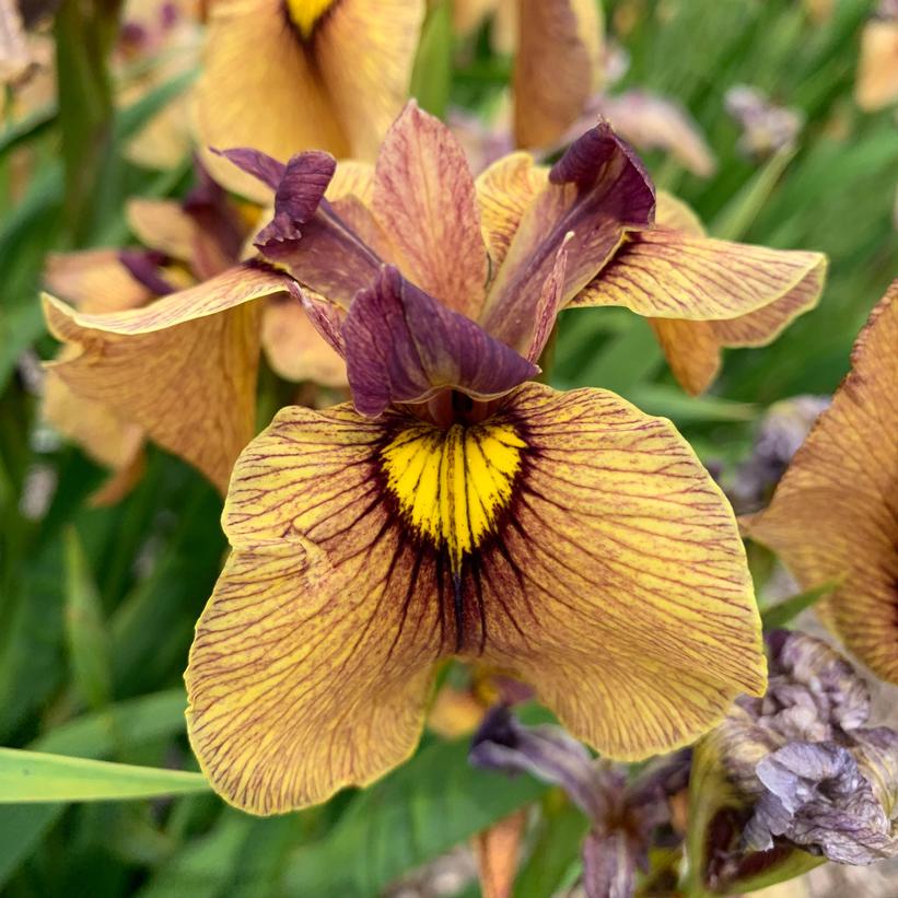 Iris pseudata - Yarai Pseudata Iris