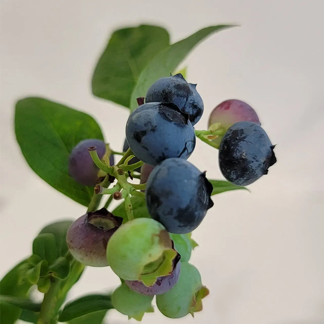 Vaccinium corymbosum - Earliblue Highbush Blueberry