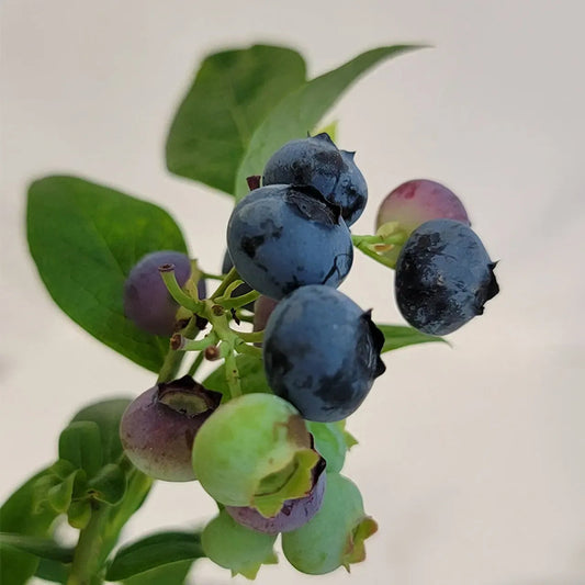 Vaccinium corymbosum - Earliblue Highbush Blueberry