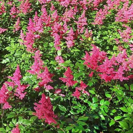 Astilbe chinensis  - Vision in Red Chinese Astilbe