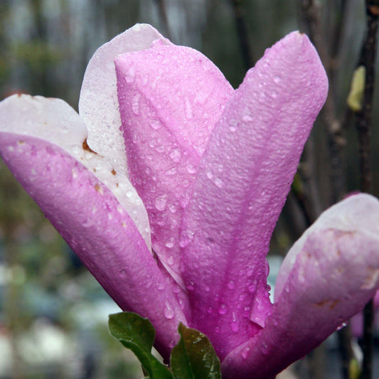 Magnolia x soulangiana - Saucer 'Jane' Magnolia