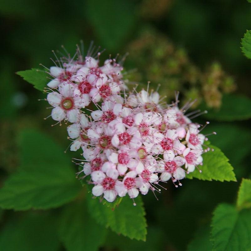Spiraea japonica - Little Princess Spirea