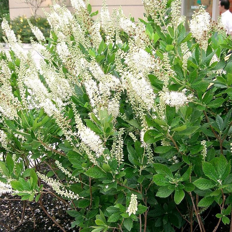 Clethra alnifolia - Sixteen Candles Summersweet