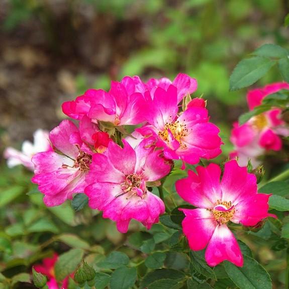 Rosa - Pink Drift® Rose