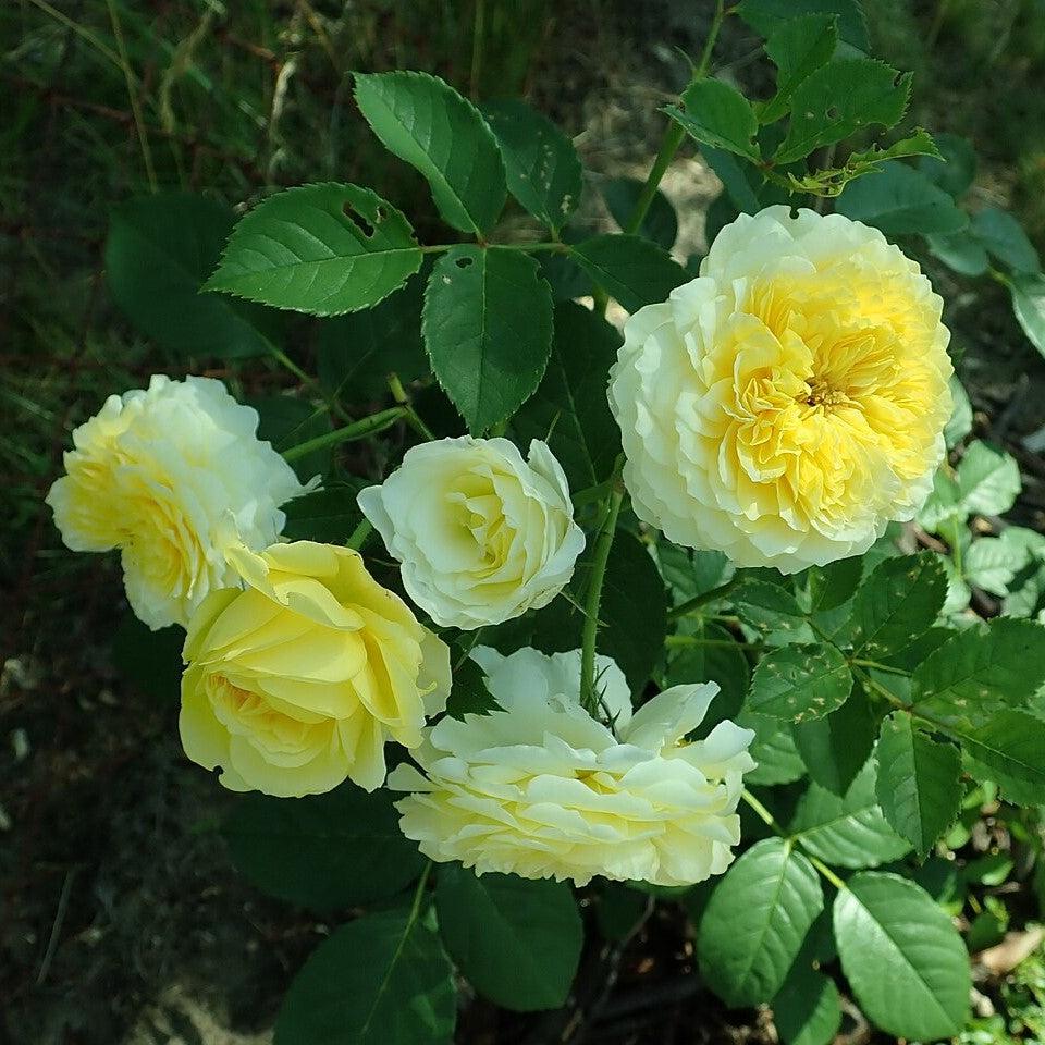 Rosa - The Pilgrim® Rose