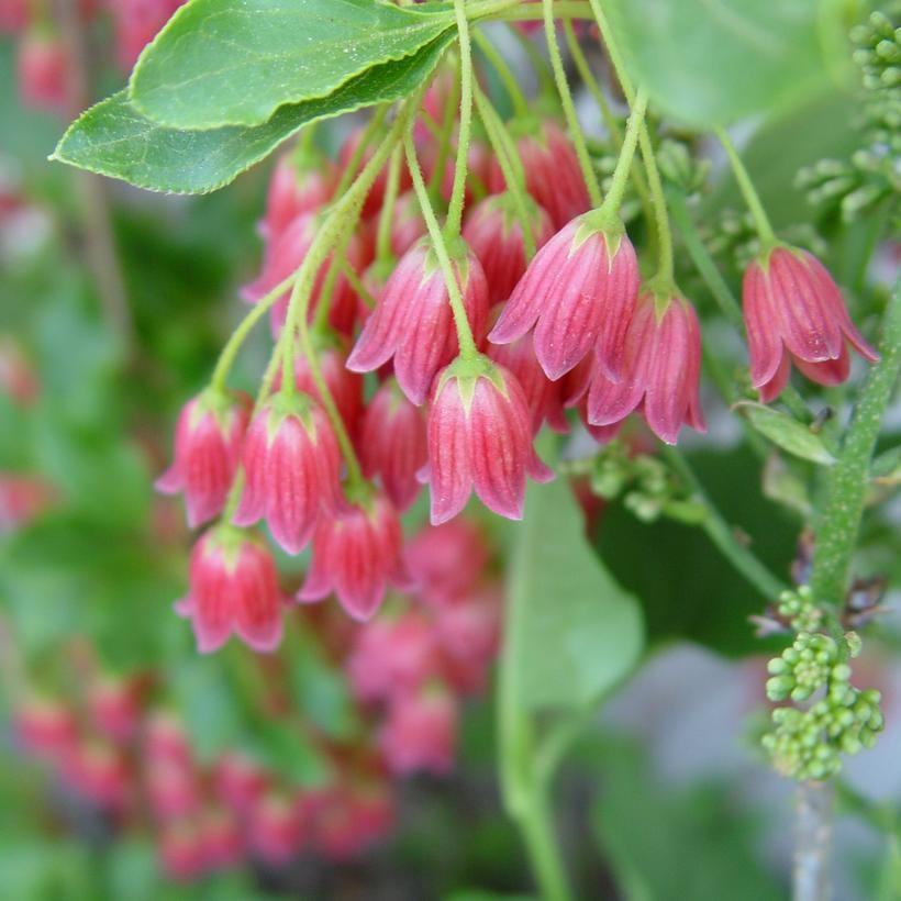 Enkianthus campanulatus - Showy Lanterns Enkianthus