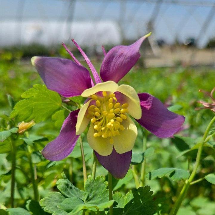 Aquilegia - Earlybird™ Purple Yellow Columbine