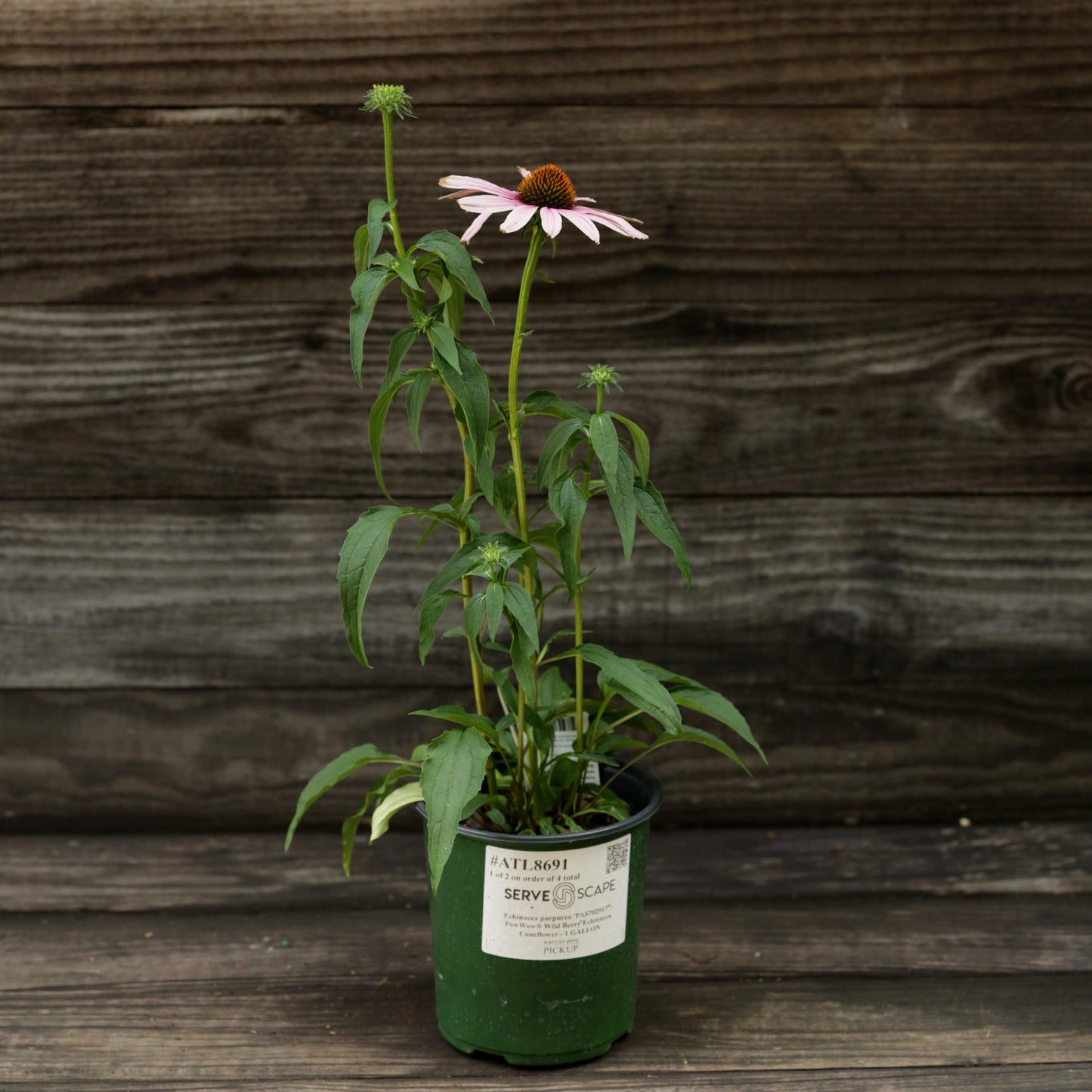 Echinacea purpurea - PowWow® Wild Berry Echinacea, Coneflower