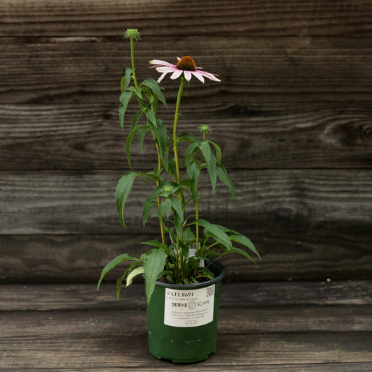 Echinacea purpurea - PowWow® Wild Berry Echinacea, Coneflower