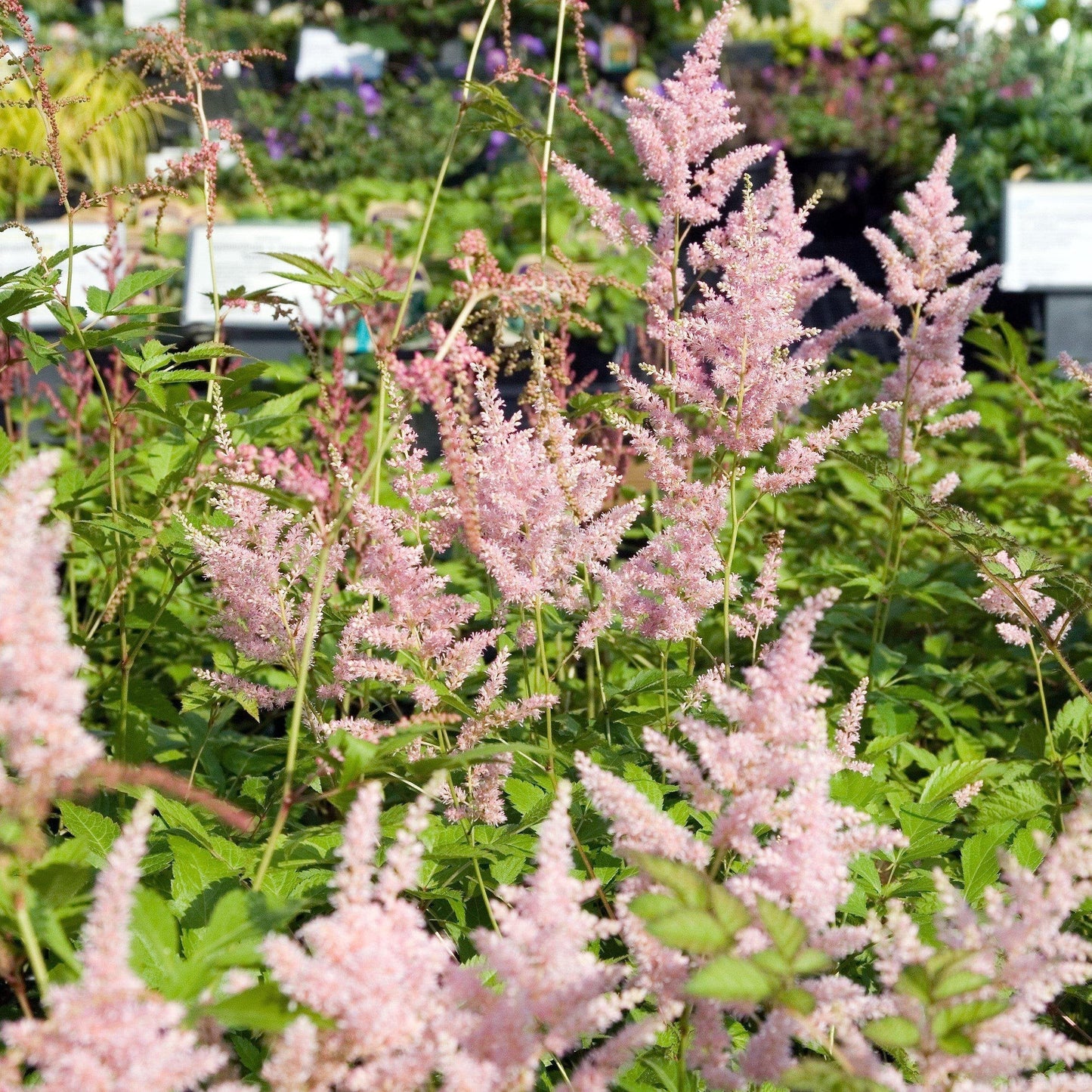Astilbe japonica - Peach Blossom Japanese Astilbe