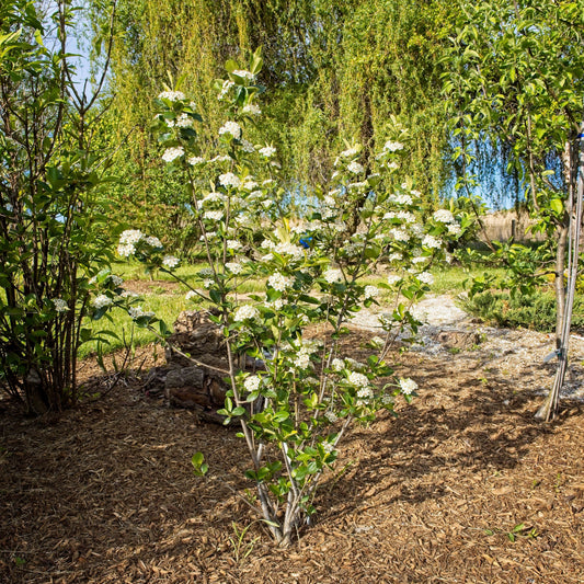 Aronia melanocarpa - Viking Black Chokeberry