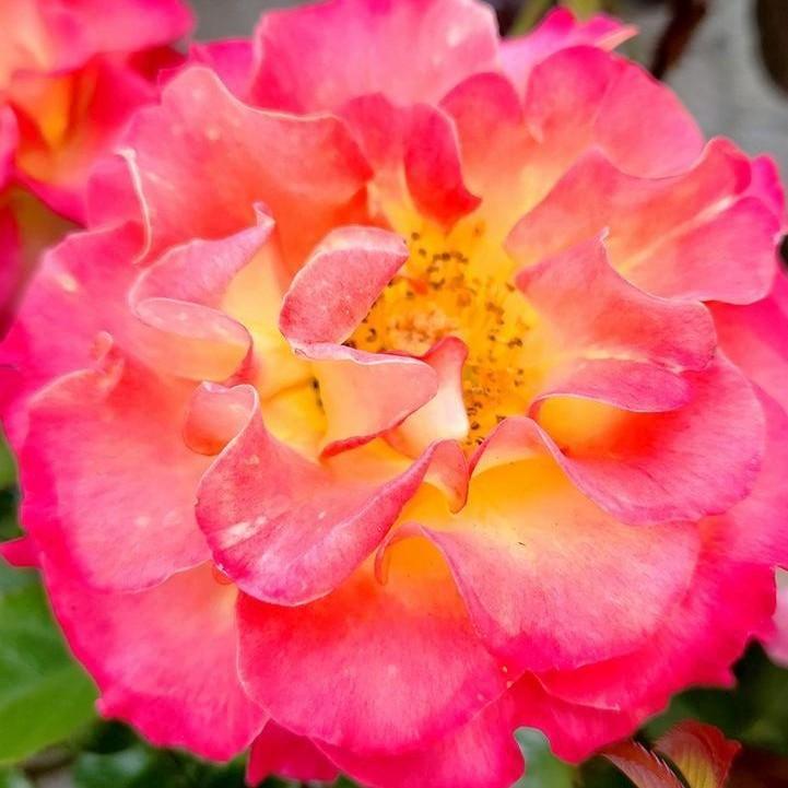 Rosa  - True Serenity Rose